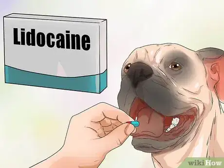 Image titled Treat Heart Conditions in Boxers Step 2