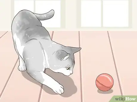 Image titled Take Care of a Burmilla Cat Step 12