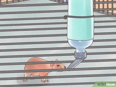 Image titled Care for a Manx Rat Step 5