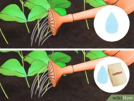 Image titled Fertilize Lantana Step 10