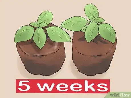 Image titled Transplant Herb Seedlings Step 1