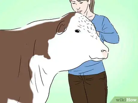Image titled Identify Hereford Cattle Step 4