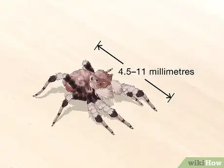 Image titled Identify a Portia Spider Step 2