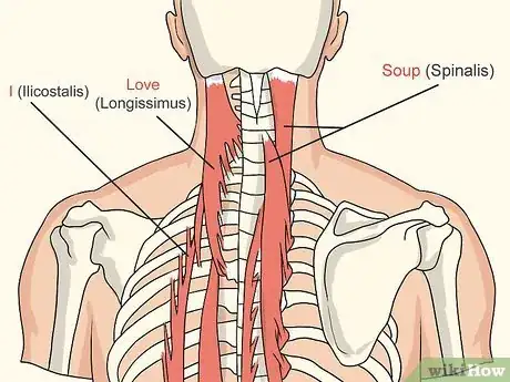 Image titled Study Muscle Anatomy Step 9