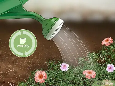 Image titled Grow Moss Rose Step 18