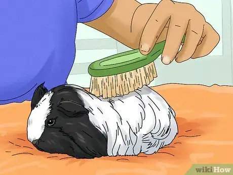 Image titled Keep Your Guinea Pigs Healthy Step 16