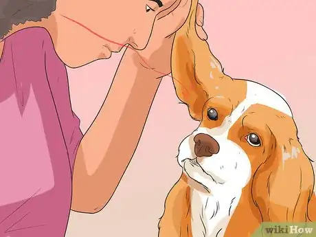 Image titled Diagnose Ear Infections in Cocker Spaniels Step 4