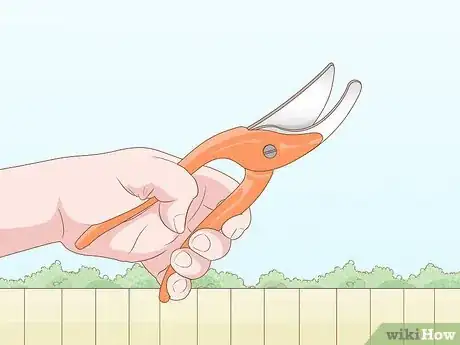 Image titled Prune Elderberries Step 2