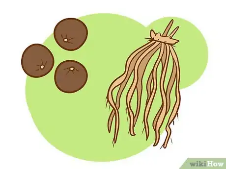 Image titled Plant Asparagus Step 2