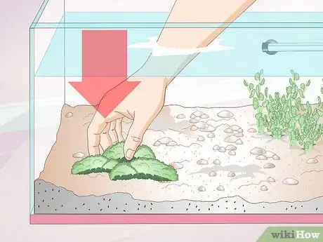 Image titled Keep Crystal Red Shrimp Step 2