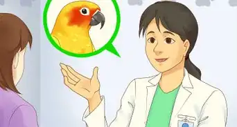 Feed a Conure