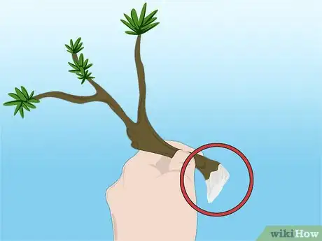 Image titled Propagate Azaleas Step 16