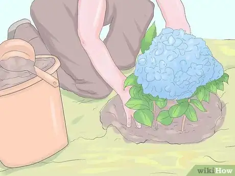 Image titled Grow Hydrangeas Step 7