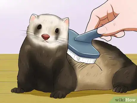 Image titled Keep Your Ferret's Hair Healthy Step 1