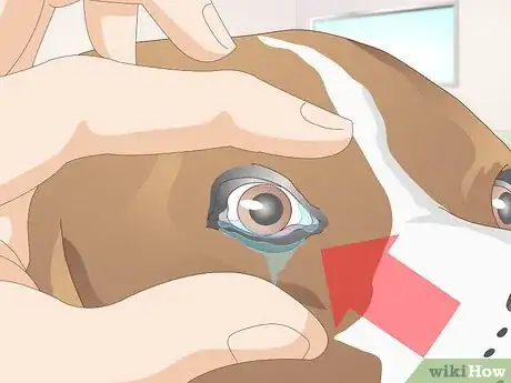 Image titled Diagnose Ingrown Eyelids in Dogs Step 1