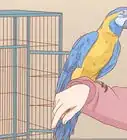 Keep a Macaw Occupied