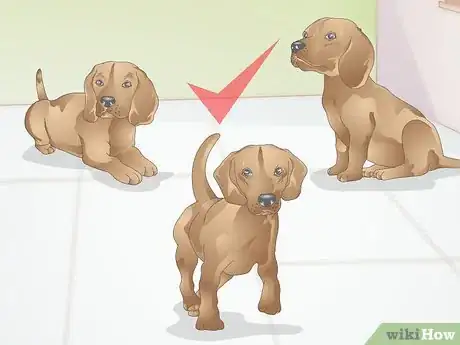 Image titled Clicker Train a Dog to Bow Step 1