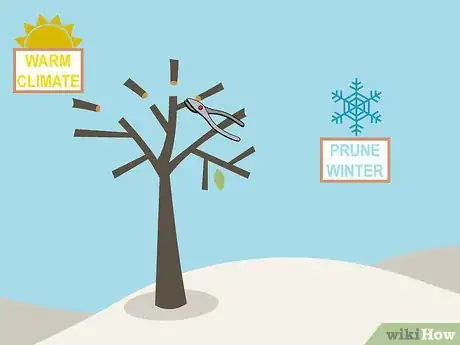 Image titled Prune Citrus Trees Step 2