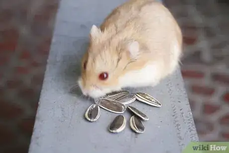 Image titled Make Cute Pictures of Your Hamster Step 16