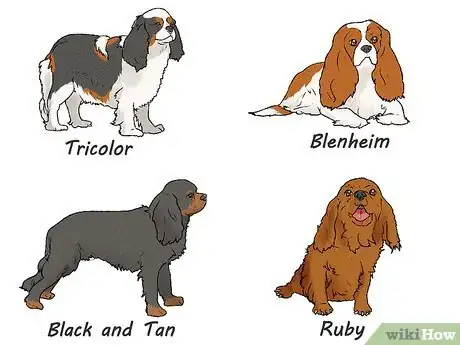 Image titled Identify a Cavalier King Charles Spaniel Step 8