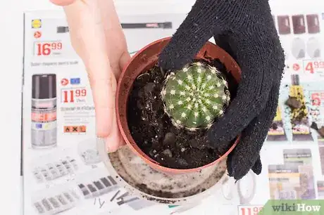 Image titled Pot a Spiny Cactus Without Getting Pricked Step 9