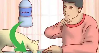 Get an Overweight Senior Cat to Lose Weight