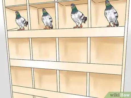Image titled Use the Widowhood System to Train Homing Pigeons Step 1