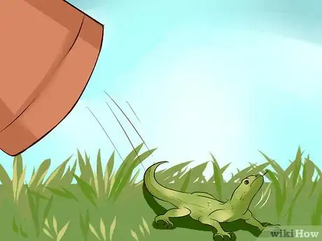 Image titled Catch a Lizard in the House Step 11
