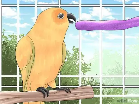 Image titled Keep a Conure Groomed Step 10