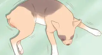 Know When Your Dog is Sick