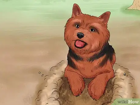 Image titled Identify a Norwich Terrier Step 15