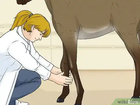 Image titled Prevent OCD in Horses Step 10