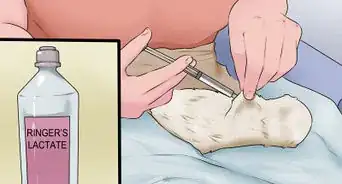 Save a Fading Newborn Puppy