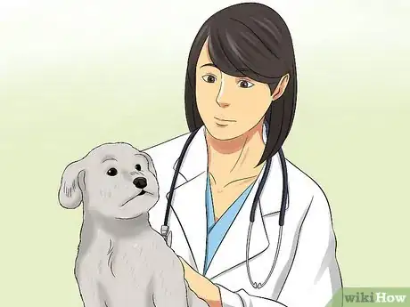 Image titled Diagnose Little White Shaker Syndrome in Maltese Step 5