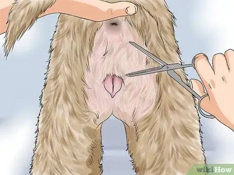 Image titled Whelp and Raise a Single Puppy Step 1