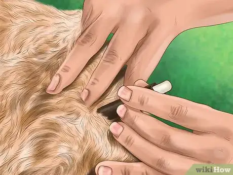 Image titled Identify Canine Flea Problems Step 10