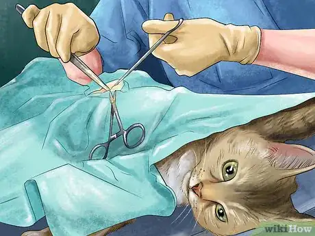 Image titled Take Care of a Singapura Cat Step 4