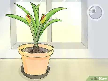 Image titled Store Amaryllis Bulbs Step 5