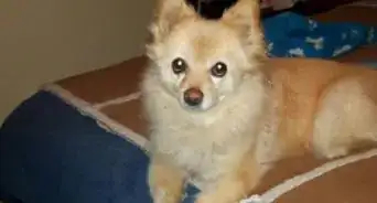 Accept That Your Beloved Dog is Aging