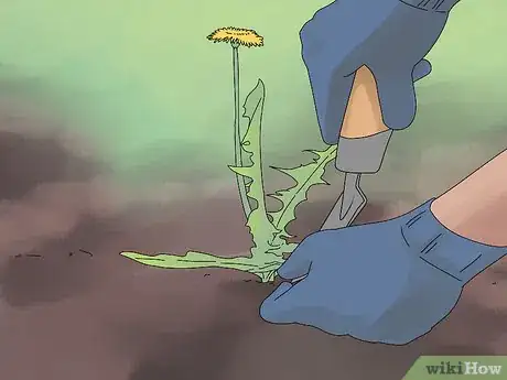 Image titled Grow Dandelions Step 7