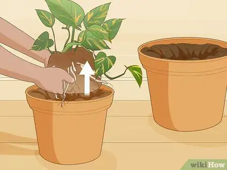 Image titled Care for a Golden Pothos Step 12
