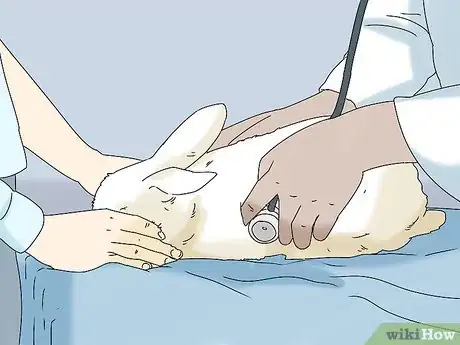 Image titled Keep Your Rabbit Healthy Step 1