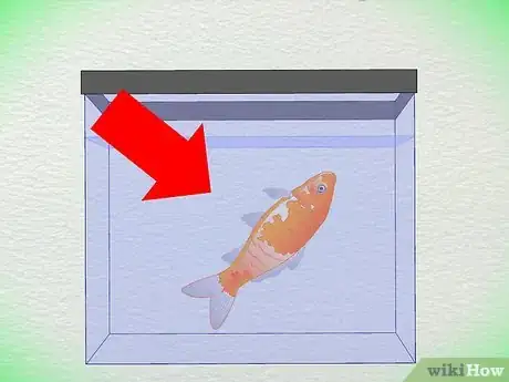 Image titled Draw Blood from an Adult Fish Step 2