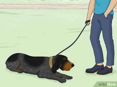 Image titled Identify a Bluetick Coonhound Step 16