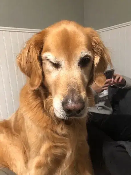 Image titled Lauren Pet 1