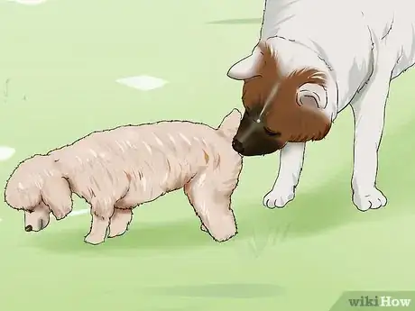 Image titled Introduce a New Dog to Your Senior Dog Step 6