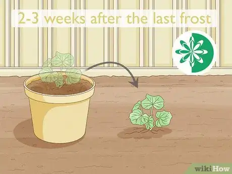 Image titled Transplant Hollyhocks Step 2