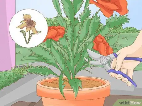 Image titled Grow Oriental Poppies Step 9