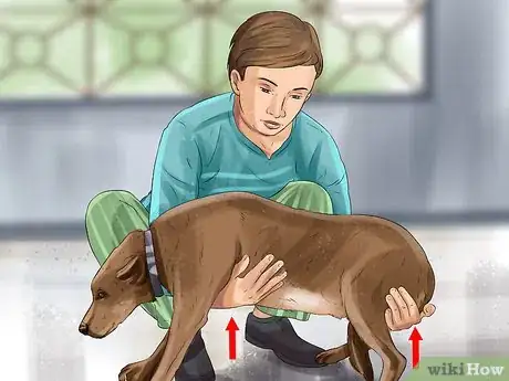 Image titled Prepare Your Dog for the Vet Step 3
