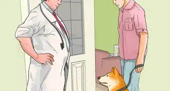 Care for an Akita Inu Dog